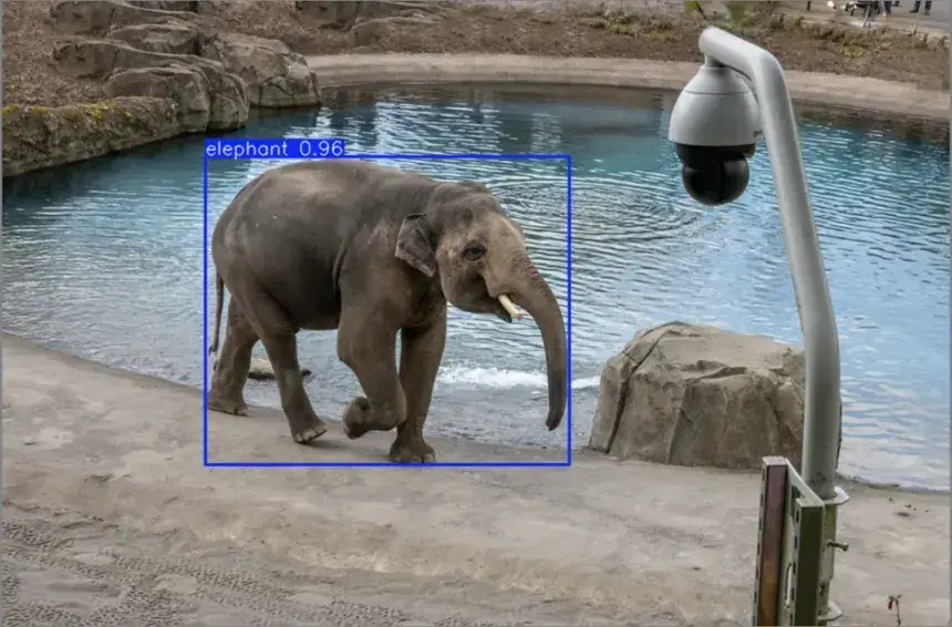 Animal Detection Image